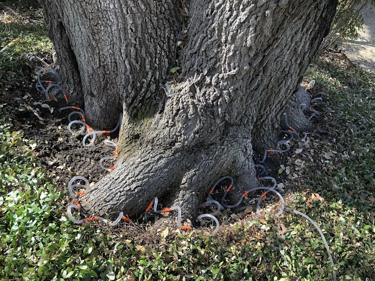 Detailed Tree Cabling and Bracing job site in Froid
