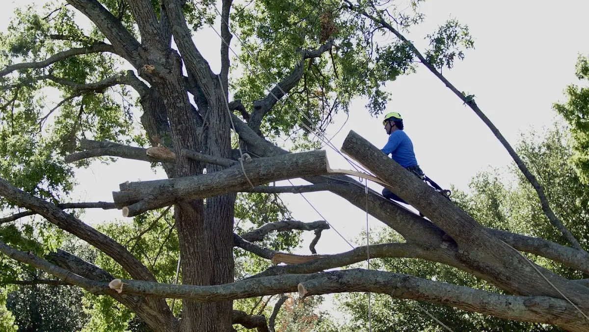 Professional Crown Thinning performed by certified arborists in Froid