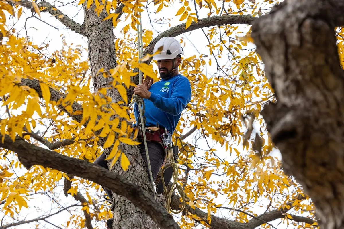 Skilled Emergency Tree Service crew working in Froid